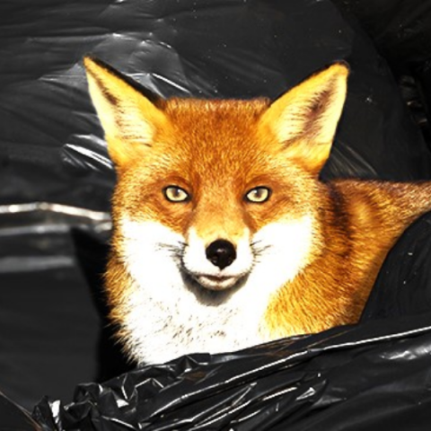 Ανακύκλωση: Η αλεπού στο παζάρι