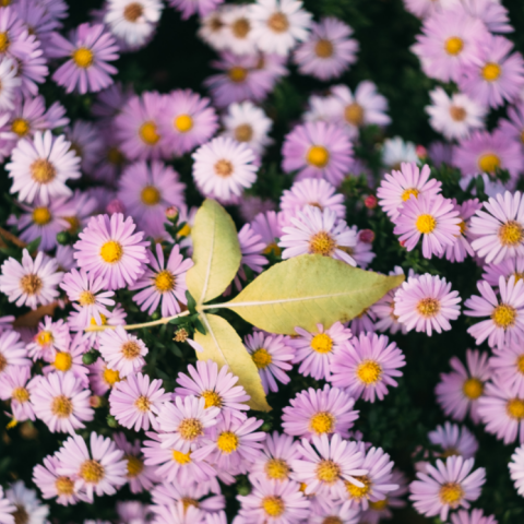 Εορτολόγιο: Σήμερα, 12 Οκτωβρίου, γιορτάζει…