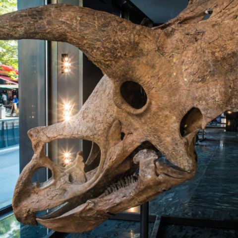 Σε δημοπρασία το κρανίο Τρικεράτωπα που έζησε πριν από 68 εκατομμύρια χρόνια