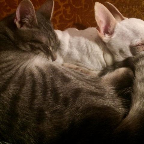 Πώς θα προστατεύσουμε τα κατοικίδιά μας από τα παράσιτα