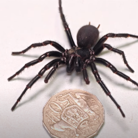 H μεγαλύτερη αρσενική και πιο δηλητηριώδης αράχνη στον κόσμο βρήκε νέο σπίτι στην Αυστραλία