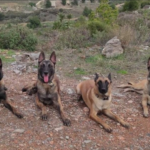 Οι σκύλοι της Anubis Coldcase K9