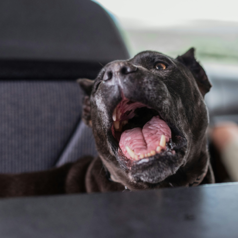 Ιταλία: 2 πίτμπουλ σκότωσαν μωρό 13 μηνών