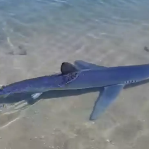 Γαλάζιος καρχαρίας κολυμπά στα ρηχά στη μαρίνα της Γλυφάδας