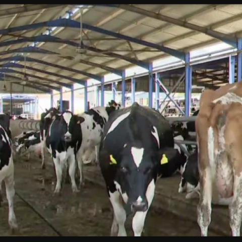 Αγελάδες στο Αργυροπούλι Τυρνάβου κοιμούνται σε στρώμα