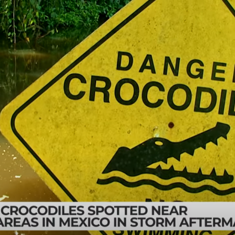 Κροκόδειλοι και πινακίδα για κίνδυνο