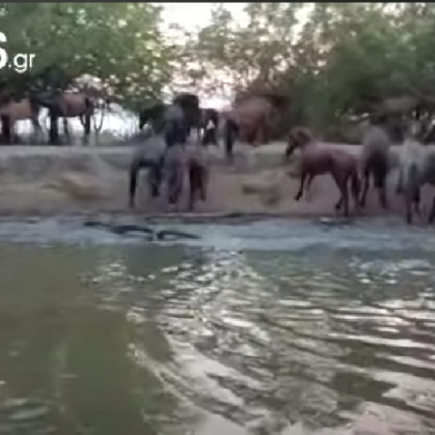 Άλογα στον Έβρο