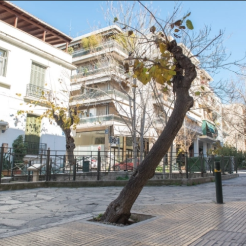 Μουριά στην Αθήνα