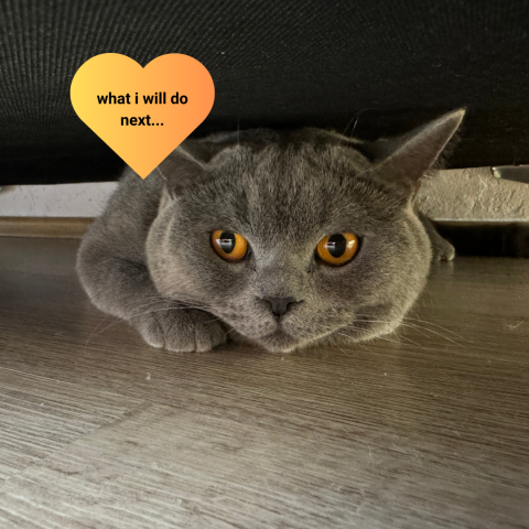 Σίμπα: Ποιος είναι ο πρώτος influencer γάτος στην Ελλάδα