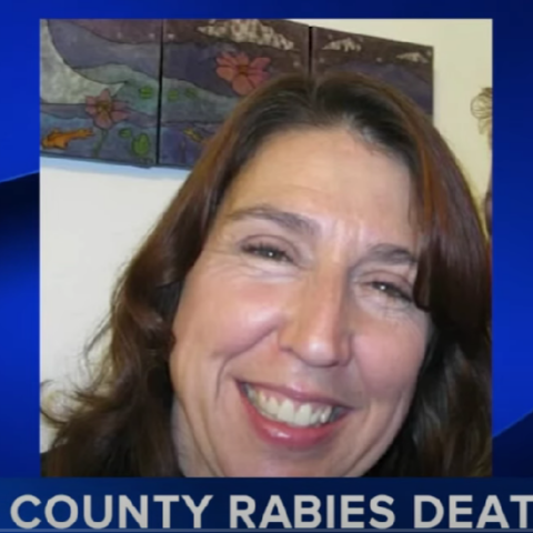 Καθηγήτρια φέρεται να πέθανε μετά από δάγκωμα νυχτερίδας μέσα στην τάξη