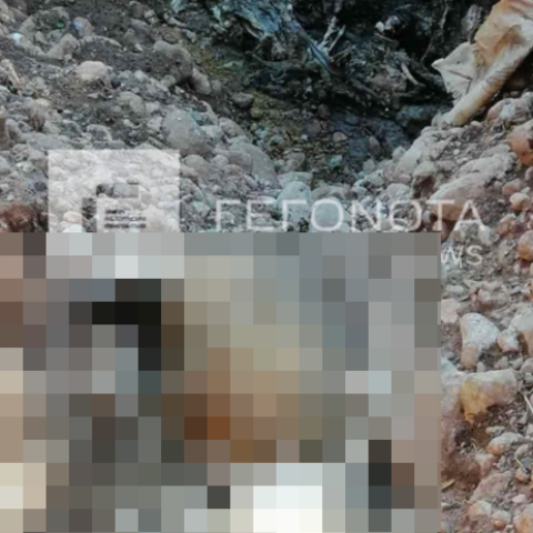 Νεκρά ζώα στον Αλμυρό Βόλου