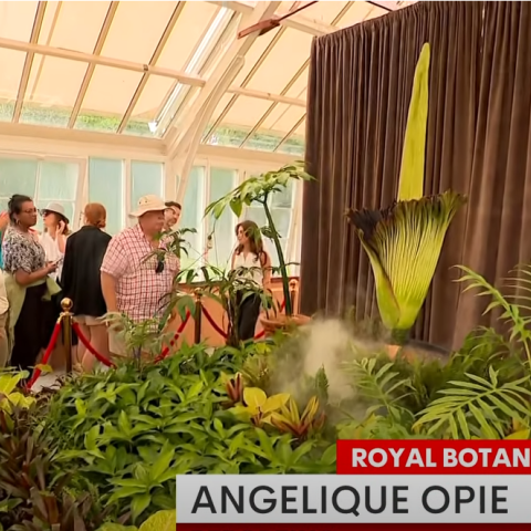 Φρενίτιδα στην Αυστραλία με το σπάνιο λουλούδι που μυρίζει σαν... πτώμα