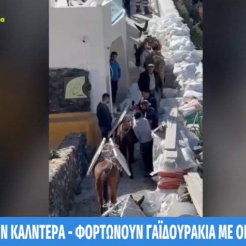 Σαντορίνη: Μεταφέρουν με γαϊδουράκια οικοδομικά υλικά στην Καλντέρα