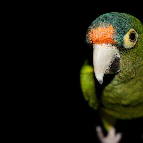 Συνελήφθη 24χρονος για κλοπές σε Νέα Ιωνία και Νέα Φιλαδέλφεια – Είχε αρπάξει μέχρι και παπαγάλο