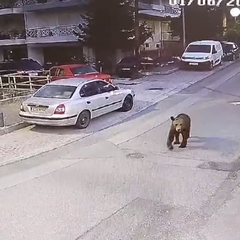 Γρεβενά: Αρκούδα κάνει βόλτα σε κεντρικό δρόμο της πόλης 