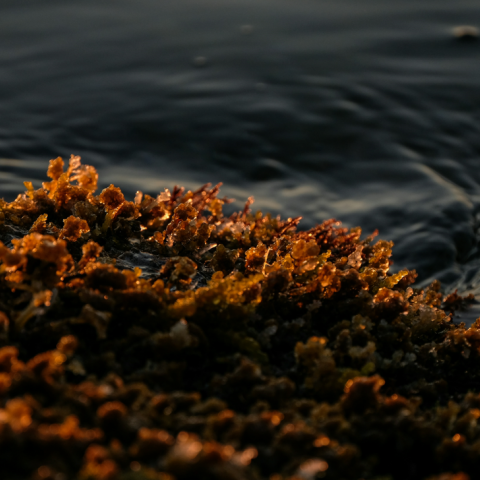 Κατακλύζεται η Καραϊβική από ρεκόρ φυκιών σαρκαζού – Απειλές για τουρισμό, υγεία και θαλάσσια οικοσυστήματα