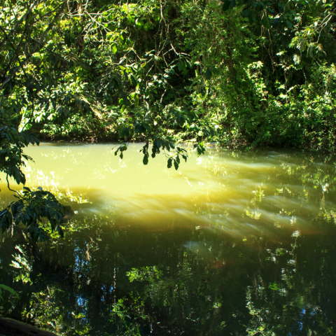 Νεκροί ελέφαντες και επιθετικά θαλάσσια λιοντάρια: πώς οι τοξικές ανθίσεις φυκών βλάπτουν τον πλανήτη