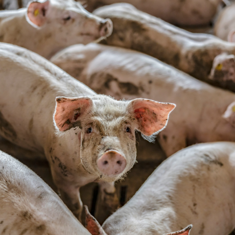 Η Ευρώπη στρέφεται στις «μεγα-φάρμες» - Η εντατική εκτροφή και οι επιπτώσεις σε περιβάλλον και αγροτικές κοινότητες