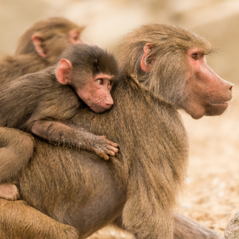 Οι θηλυκοί μπαμπουίνοι με έντονη πατρική παρουσία ζουν πολύ περισσότερο