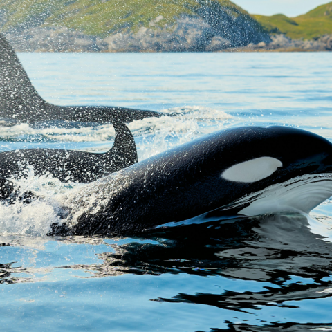 Φάλαινες όρκες χρησιμοποιούν φύκια ως εργαλεία περιποίησης  – Πώς παρατηρήθηκε η μοναδική αυτή συμπεριφορά στον θαλάσσιο κόσμο
