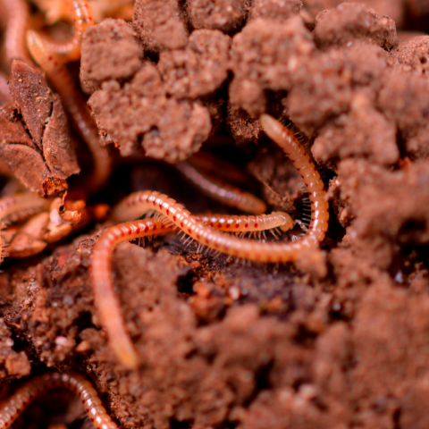 Έντομα αντί κρέατος