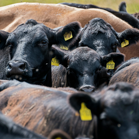 Wagyu και σπέρμα ταύρου αξίας 100.000 δολαρίων: Μια ασυνήθιστη απάτη από κτηνοτρόφο στην Αυστραλία