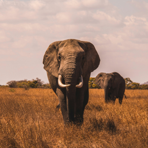 Τραγωδία στη Ζάμπια: Θηλυκός ελέφαντας σκότωσε δύο τουρίστριες σε σαφάρι