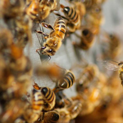 Ασυνήθιστη επίθεση μελισσών στη Γαλλία: 24 τραυματίες, τρεις σοβαρά