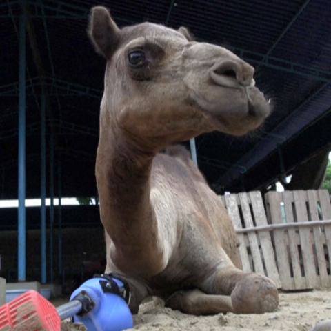 Viral η καμήλα με το πρόσθετο πόδι στο Πακιστάν