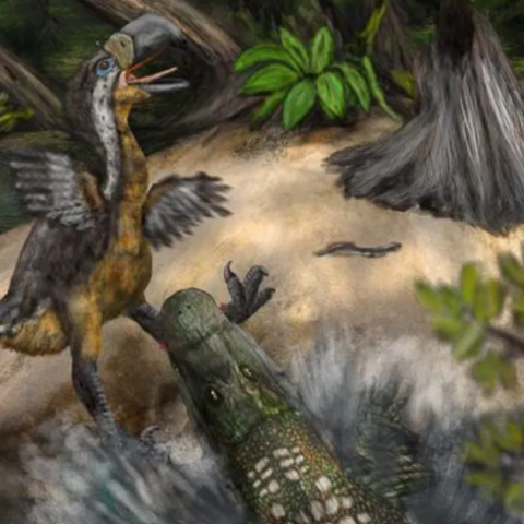 Σημάδια δοντιών δείχνουν ότι ένα «terror bird» σκοτώθηκε από ερπετό πριν από 13 εκατ. χρόνια