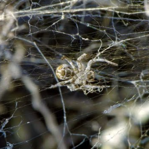 Σοκαριστική σκηνή στη νέα σειρά του Ντέιβιντ Ατένμπορο: Αράχνες τρώνε τις μητέρες τους για να επιβιώσουν