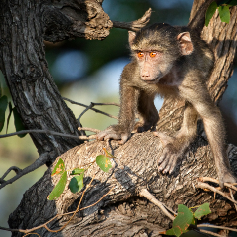 Θύελλα αντιδράσεων για ζωολογικό κήπο στη Γερμανία - Θανάτωσαν 12 μπαμπουίνους λόγω υπερπληθυσμού