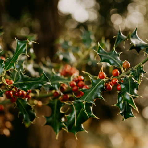 Γιατί οι Αυστραλοί γιορτάζουν δύο φορές τα Χριστούγεννα; - Τι είναι το "Christmas in July"