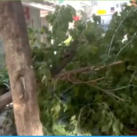 Πτώση δέντρου στην Ερμού