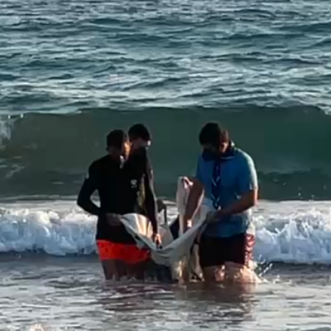 Λέσβος: Επιστήμονες και εθελοντές έδωσαν μάχη για να σωθεί ένα μικρό δελφίνι