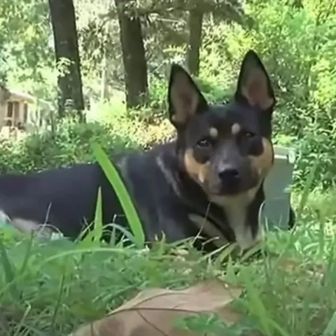 Σκύλος στην Αλαμπάμα επιστρέφει σπίτι του κουβαλώντας ανθρώπινα λείψανα εδώ και έναν χρόνο 