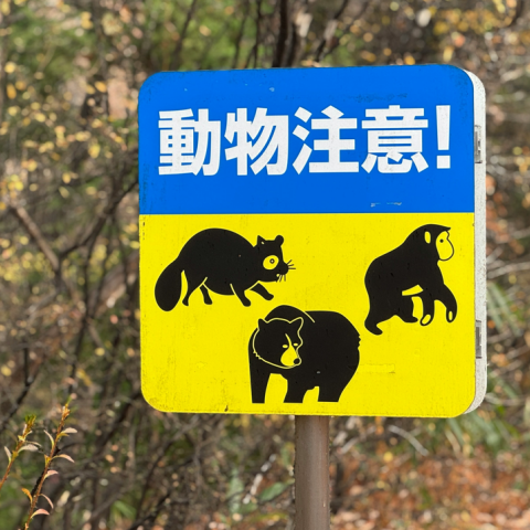 Δολοφονία ηλικιωμένου στην Ιαπωνία αποδόθηκε αρχικά σε… αρκούδα 