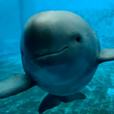 Το δελφίνι γίνεται σύμβολο ζωής για τον μεγαλύτερο ποταμό της Κίνας