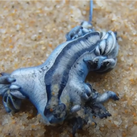 Μπλε δράκος