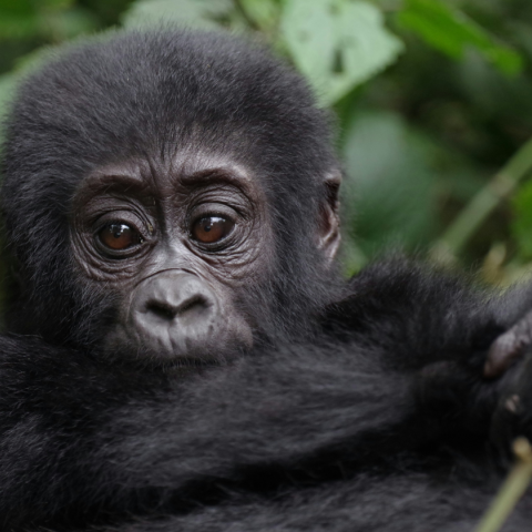 Μωρό γορίλα που σώθηκε από λαθρεμπόρους επιστρέφει στο σπίτι του