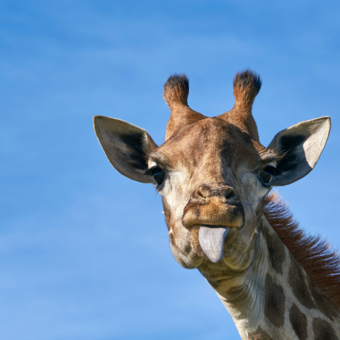 Τεράστια ανατροπή με τις καμηλοπαρδάλεις - Τελικά δεν είναι ένα είδος, αλλά τέσσερα - Η ανατροπή που προέκυψε μετά από μελέτη