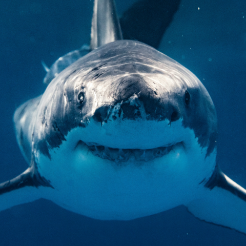 Μπορεί να μείνουν οι καρχαρίες χωρίς δόντια; Κι όμως, είναι πιθανό - Πού οφείλεται αυτός ο κίνδυνος που αντιμετωπίζουν