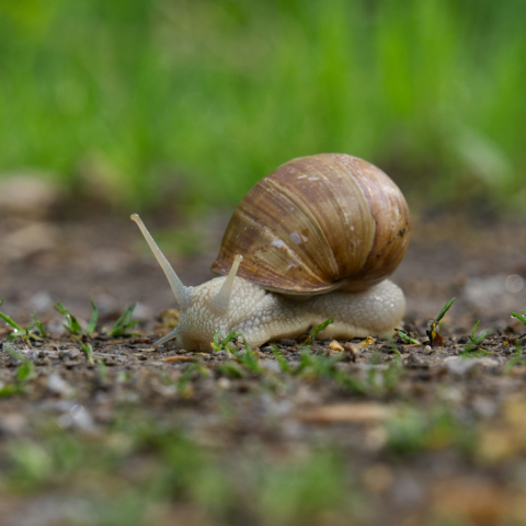 Εθνική καμπάνια στη Νέα Ζηλανδία για να βρεθεί ταίρι στο σπάνιο αριστερόστροφο σαλιγκάρι Νεντ
