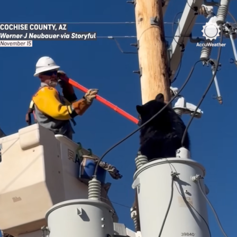 Τεχνικός έσωσε αρκούδα που είχε σκαρφαλώσει σε κολώνα ηλεκτροδότησης στην Αριζόνα