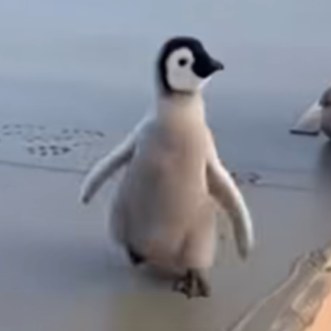 Μικρές πατημασιές ενός γλυκού πιγκουίνου σε φρέσκο μπετόν χάρισαν ένα χαμόγελο στους εργάτες