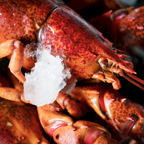 Μπαράζ κλοπών… θαλασσινών στη Νέα Αγγλία των ΗΠΑ: Κλάπηκαν αστακοί αξίας 400.000$, καβούρια και στρείδια