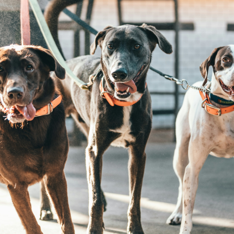 Βόλος: Θύμα επίθεσης από αδέσποτα σκυλιά 60χρονος που πήγε για τρέξιμο στη Γορίτσα - Τι δήλωσε μετά το συμβάν