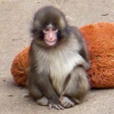 Στιγμές χαράς για τον Punch: Το viral μαϊμουδάκι ρχίζει να ενσωματώνεται μετά την περίοδο απομόνωσης