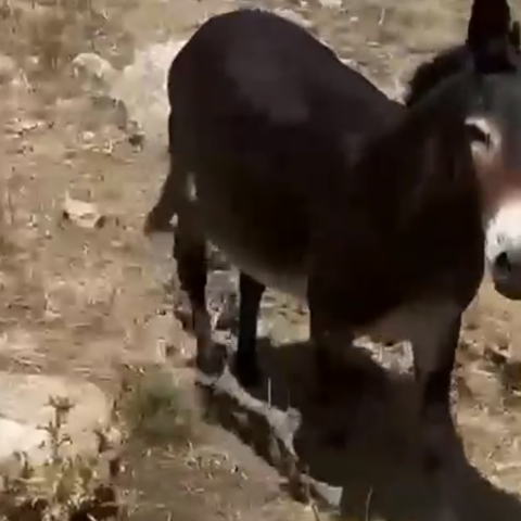 Γαϊδουράκι με δεμένα πόδια κάτω από τον ήλιο σε χωράφι στη Μύκονο