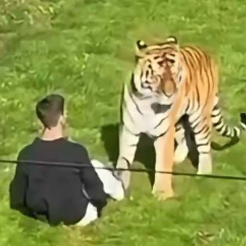tigrhs__1_